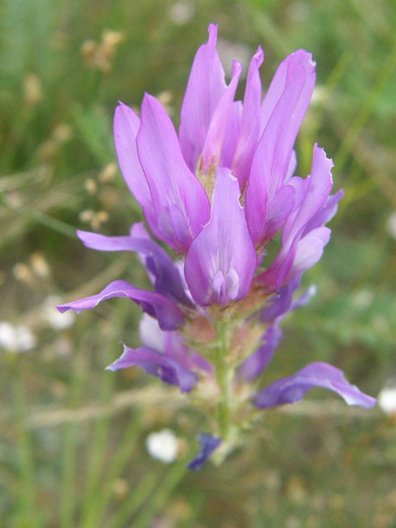 Esparsetten-Tragant / Astragalus onobrychis