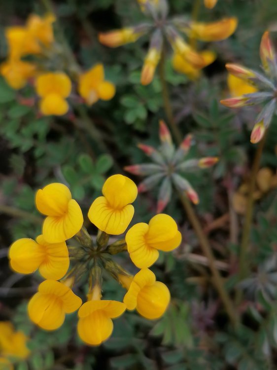 Schopf-Hufeisenklee / Hippocrepis comosa