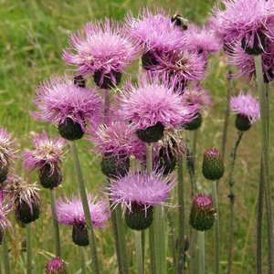 Verschiedenblättrige Kratzdistel / Cirsium heterophyllum