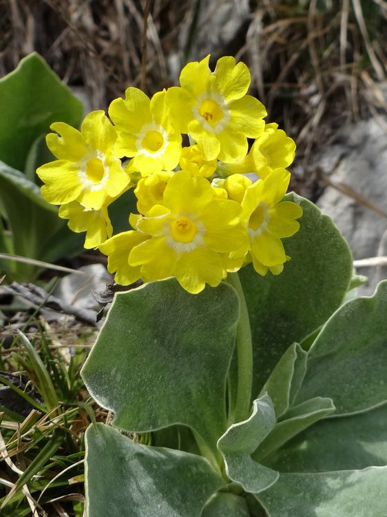 Aurikel / Primula auricula