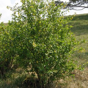 Gewöhnliche Berberitze / Berberis vulgaris