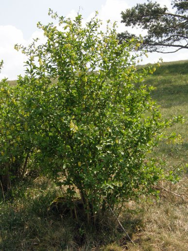 Gewöhnliche Berberitze / Berberis vulgaris