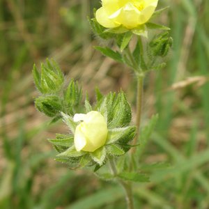 Norwegisches Fingerkraut / Potentilla norvegica