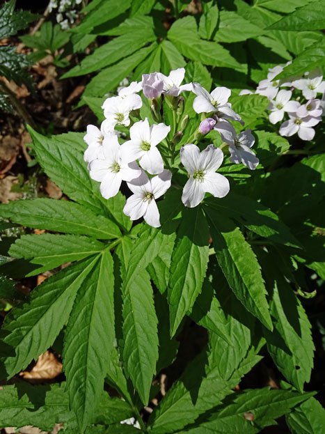 Fieder-Zahnwurz / Cardamine heptaphylla