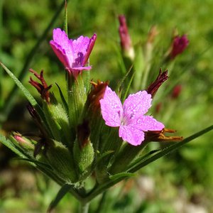 Rauhe Nelke / Dianthus armeria