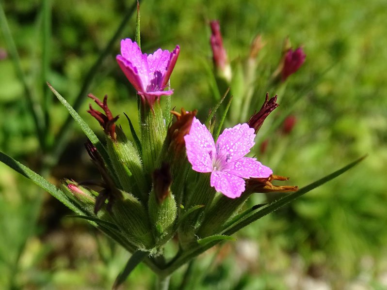 Rauhe Nelke / Dianthus armeria