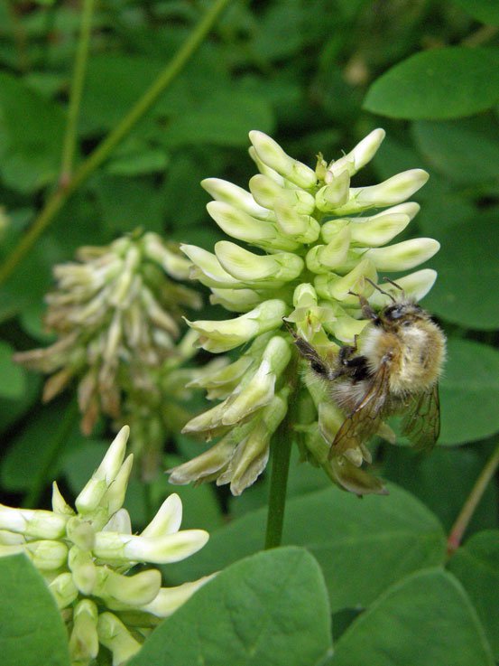 Bärenschote / Astragalus glycyphyllos