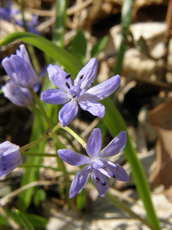 Zweiblättriger Blaustern / Scilla bifolia