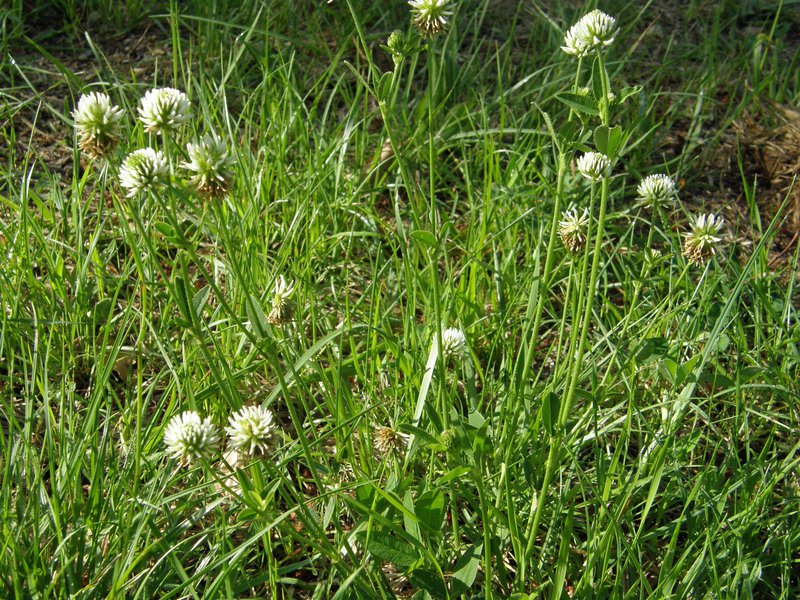 Berg-Klee / Trifolium montanum