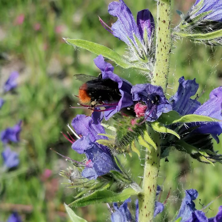 Gewöhnlicher Natternkopf / Echium vulgare