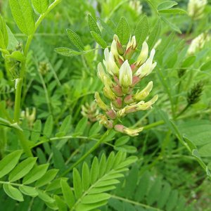 Kicher-Tragant / Astragalus cicer