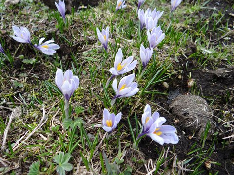 Frühling-Krokus / Crocus vernus