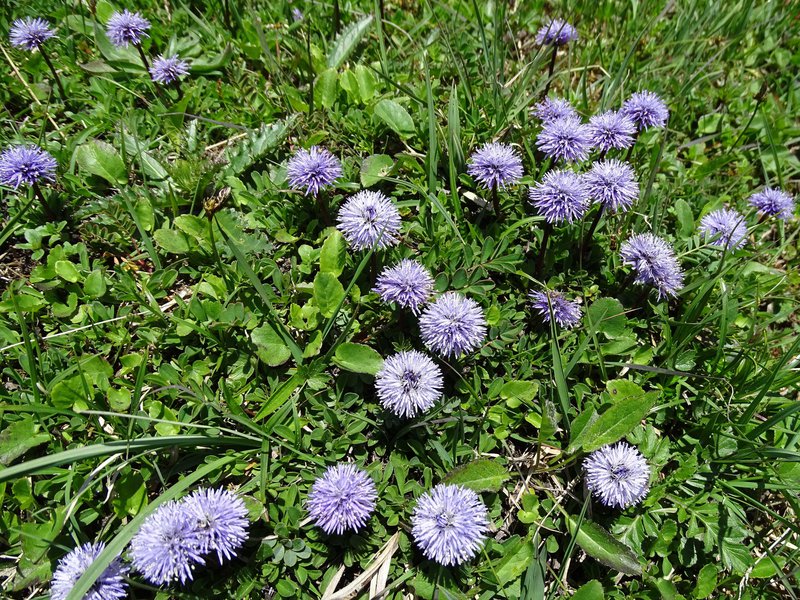 Herzblättrige Kugelblume / Globularia cordifolia