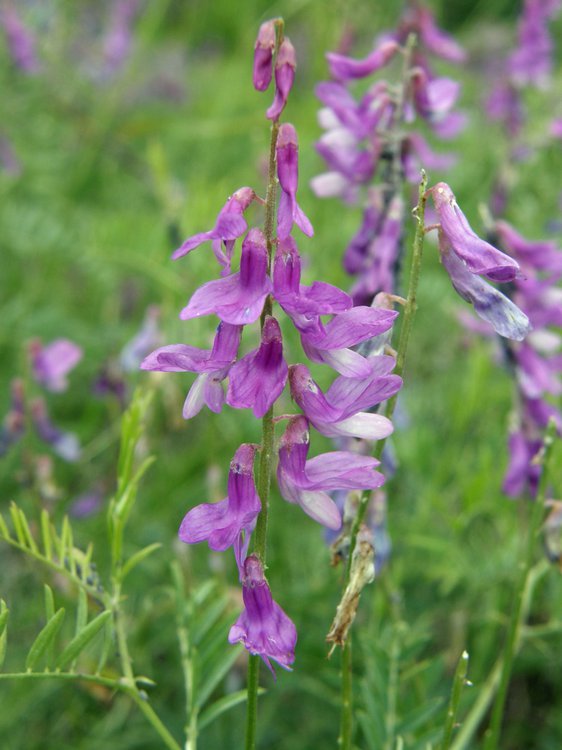 Feinblättrige Wicke / Vicia tenuifolia