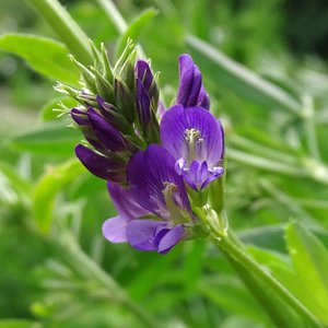 Luzerne / Medicago sativa