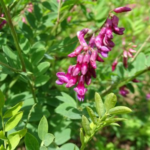Schwarzwerdende Platterbse / Lathyrus niger