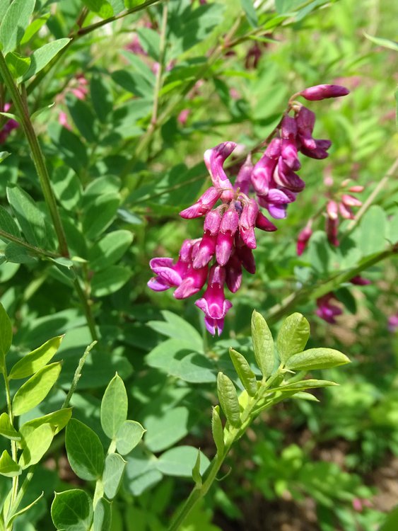 Schwarzwerdende Platterbse / Lathyrus niger