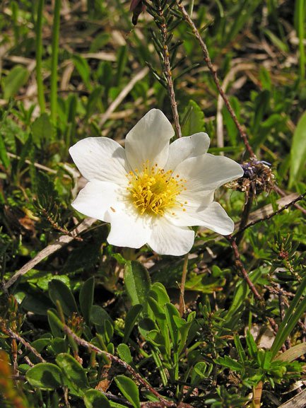Silberwurz / Dryas octopetala