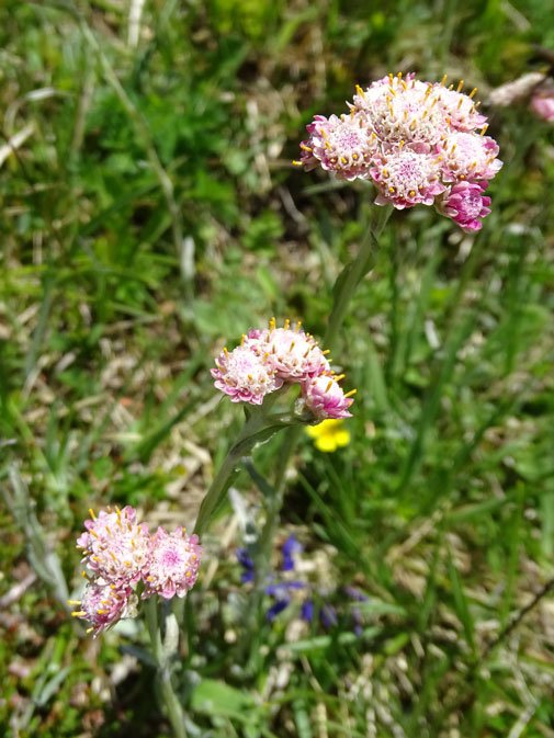 Gewöhnliches Katzenpfötchen / Antennaria dioica