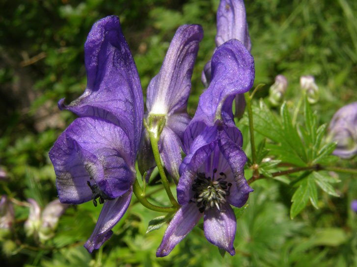 Blauer Eisenhut / Aconitum napellus