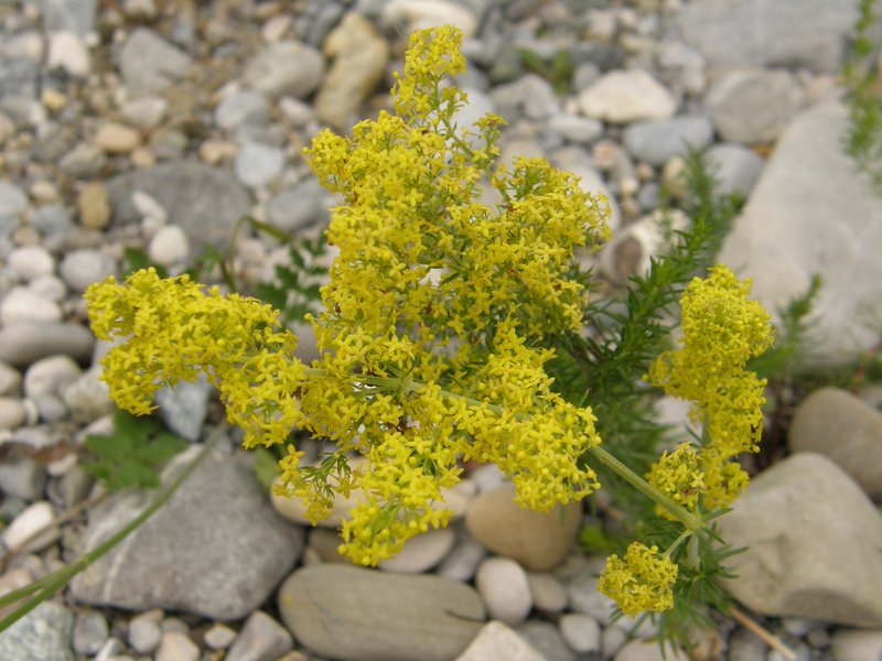 Echtes Labkraut / Galium verum