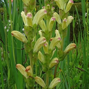 Karlszepter / Pedicularis sceptrum-carolinum