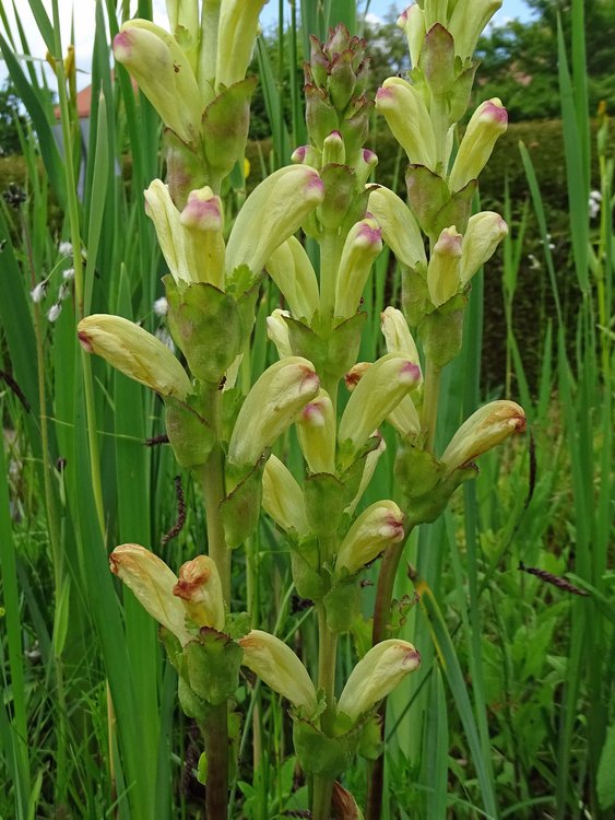 Karlszepter / Pedicularis sceptrum-carolinum