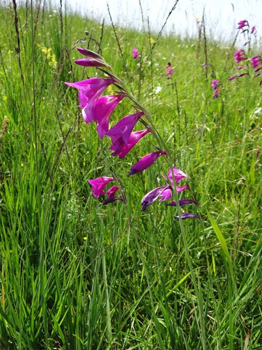 Sumpf-Gladiole / Gladiolus palustris