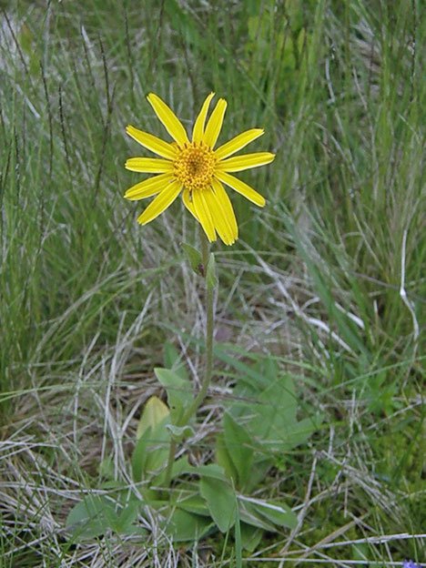Arnika / Arnica montana