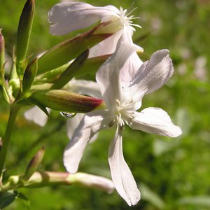 Gewöhnliches Seifenkraut / Saponaria officinalis