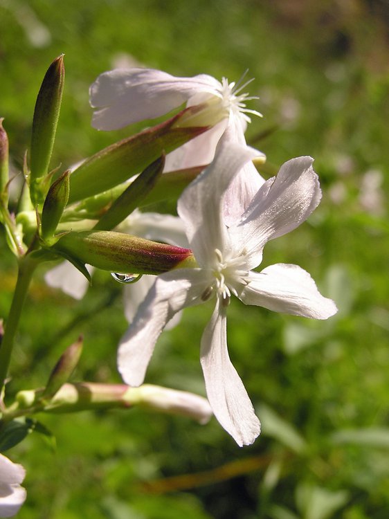 Gewöhnliches Seifenkraut / Saponaria officinalis
