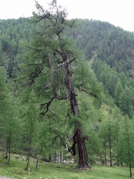 Europäische Lärche / Larix decidua