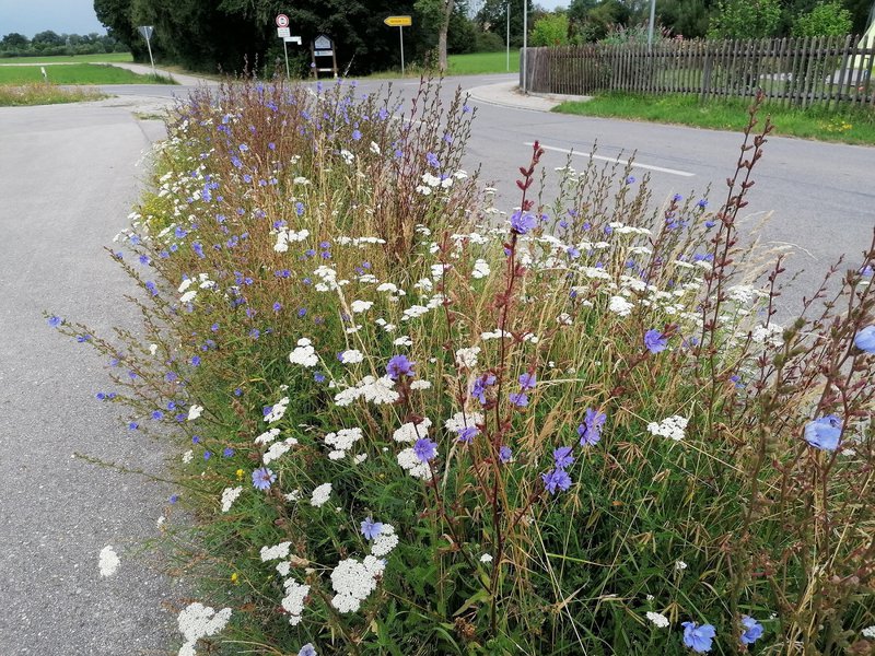 Wiesen-Schafgarbe / Achillea millefolium