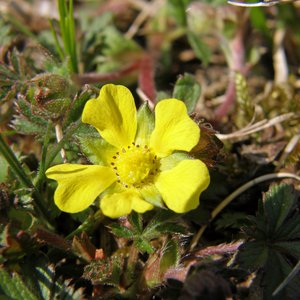 Rötliches Fingerkraut / Potentilla heptapyhlla