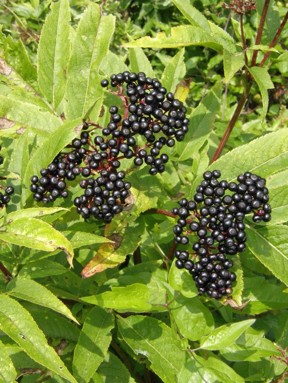 Zwerg-Holunder / Sambucus ebulus