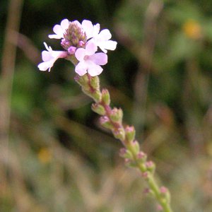 Gewöhnliches Eisenkraut / Verbena officinalis