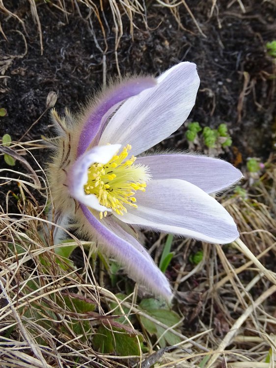 Frühlings-Küchenschelle / Pulsatilla vernalis