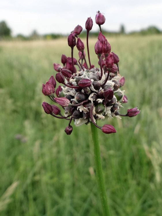 Weinbergs-Lauch / Allium vineale