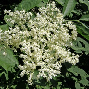 Schwarzer Holunder / Sambucus nigra