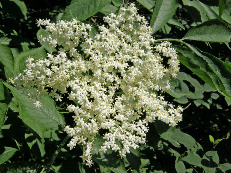 Schwarzer Holunder / Sambucus nigra