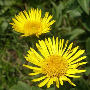 Behaarter Alant / Inula hirta