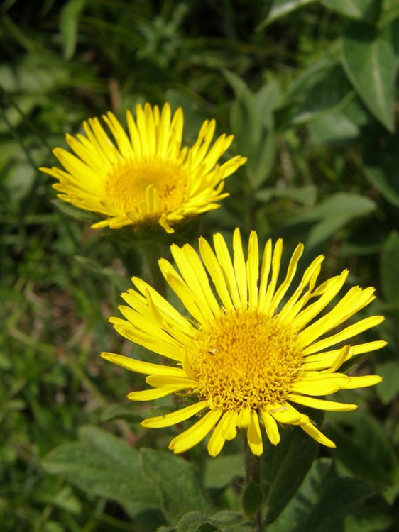 Behaarter Alant / Inula hirta
