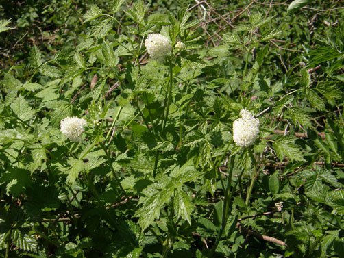Christophskraut / Actaea spicata