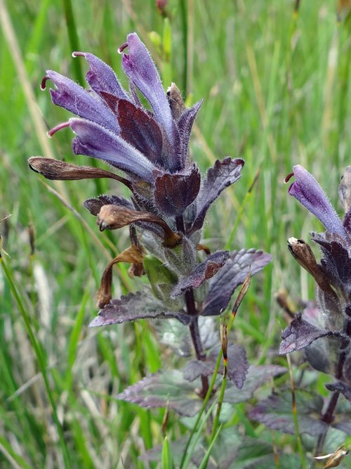 Alpenhelm / Bartsia alpina