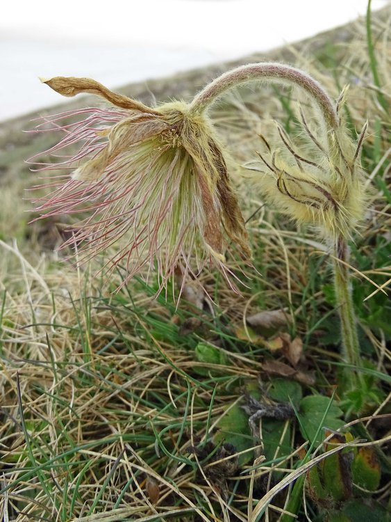 Frühlings-Küchenschelle / Pulsatilla vernalis
