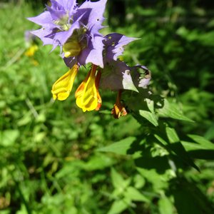 Hain-Wachtelweizen / Melampyrum nemorosum