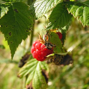 Himbeere / Rubus idaeus