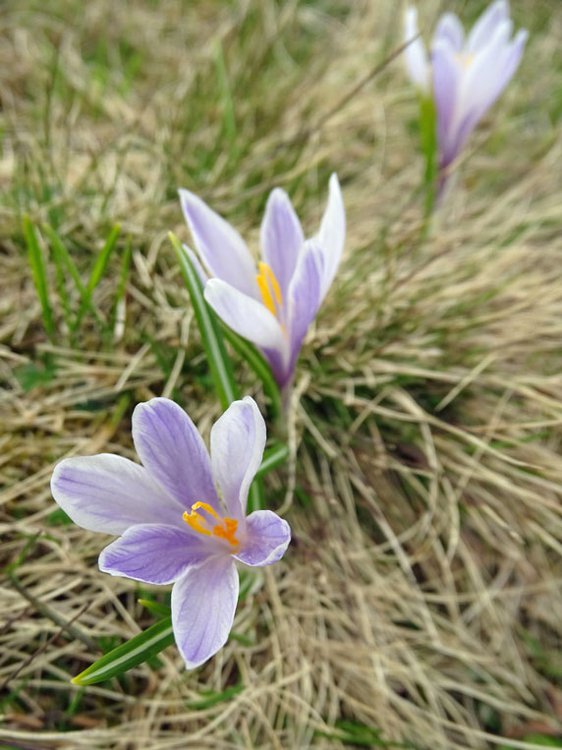 Frühling-Krokus / Crocus vernus