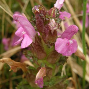 Wald-Läusekraut / Pedicularis sylvatica