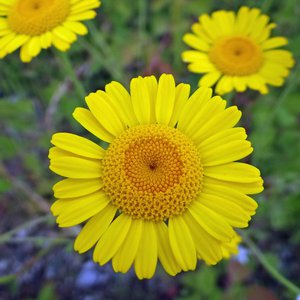 Färber-Hundskamille / Anthemis tinctoria